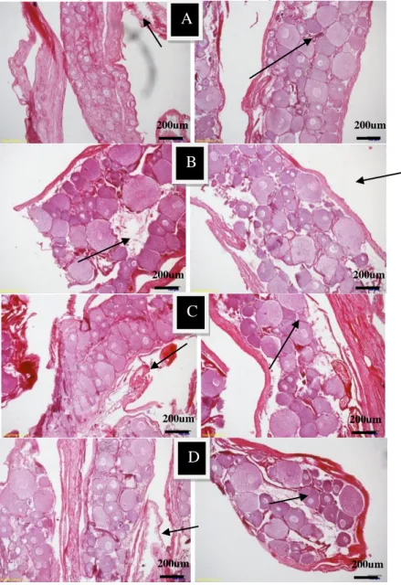Gambar 4 Histologi gonad belut sawah pada minggu ke-2 dan minggu ke-5  dengan perbesaran 40x