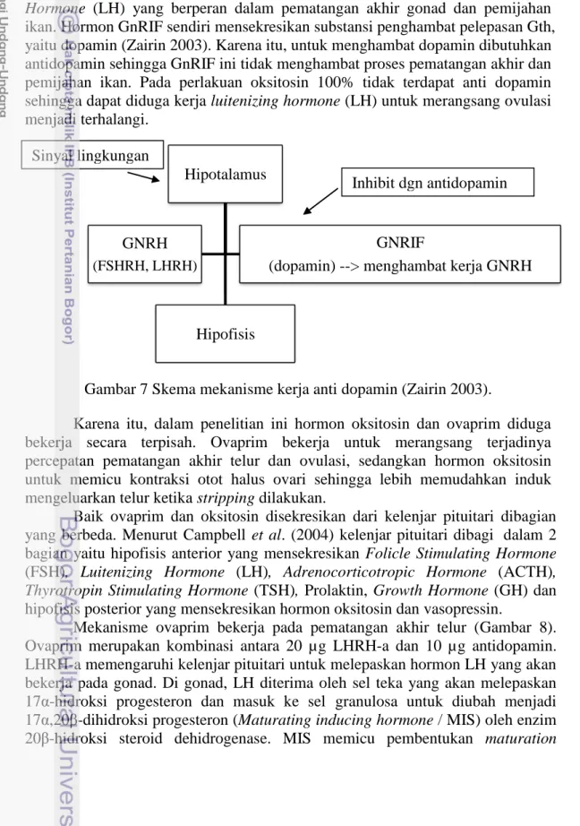 Gambar 7 Skema mekanisme kerja anti dopamin (Zairin 2003). 