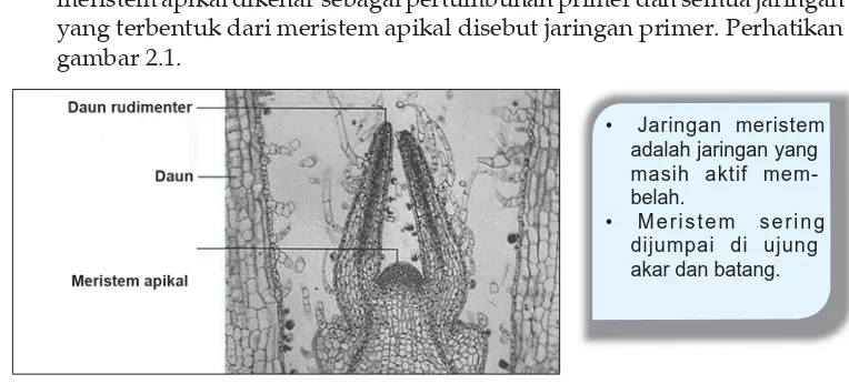 Gambar 2.1 Jaringan meristem apikal.