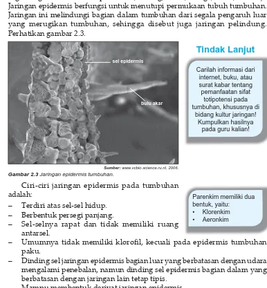 Gambar 2.3Sumber: Jaringan epidermis tumbuhan.