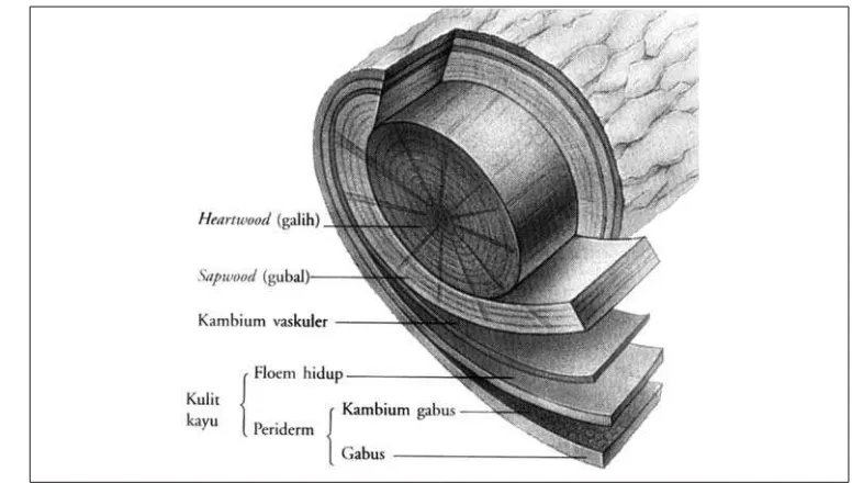 Gambar 2.10 Jaringan gabus.