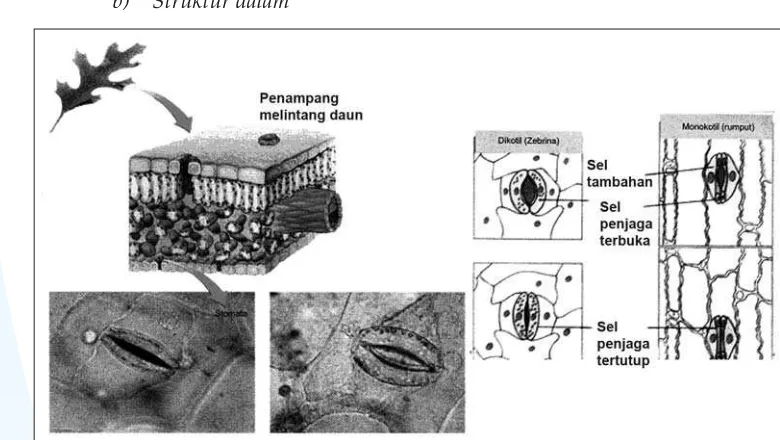 Gambar 2.15 Stomata daun.