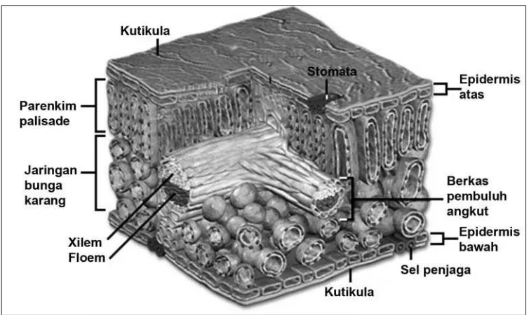 Gambar 2.16 Struktur dalam daun.