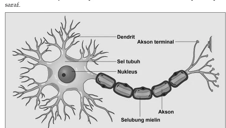 Gambar 2.24 Jaringan saraf.