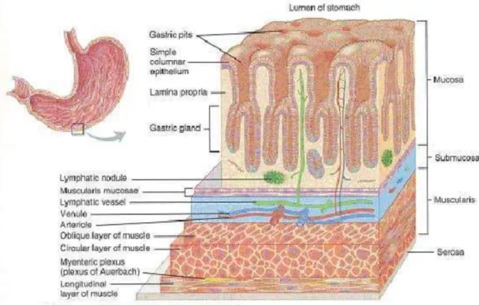 Gambar 2 Histologi Lambung