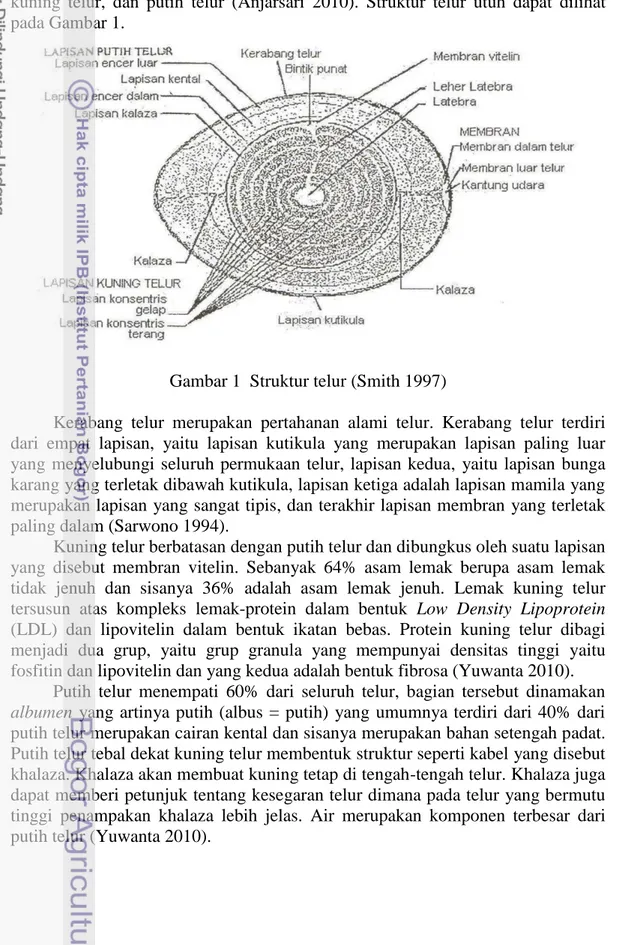 Gambar 1  Struktur telur (Smith 1997) 