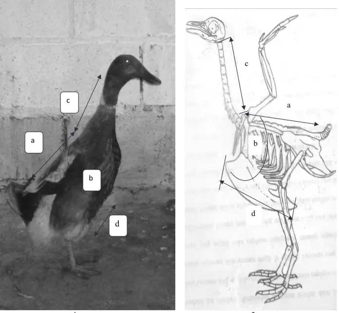 Gambar 1.  Metode pengukuran bagian badan itik, entok dan tiktok (1: gambar itik hidup, 2: gambar  kerangka itik sebagai petunjuk batas-batas pengukuran tubuh) (the measurement methods of duck, muscovy 