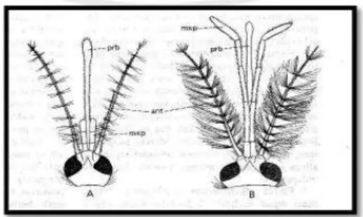 Gambar II.6 Struktur Kepala pada Nyamuk A. Aegypt  betina (a), dan jantan (b). 
