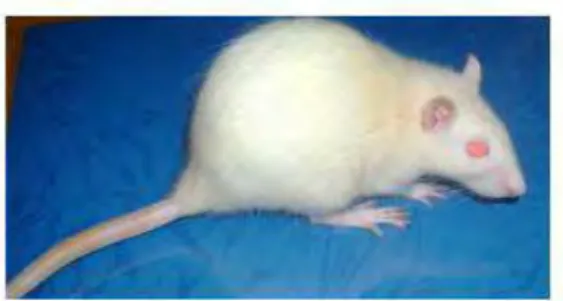 Gambar II.8 Tikus Putih Rattus  (Akbar, 2010) 