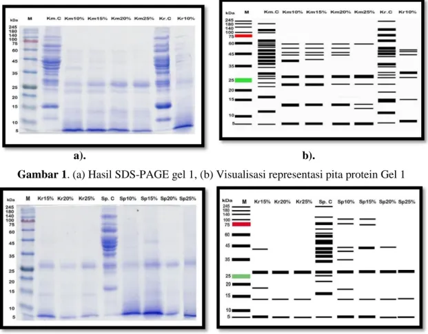 Gambar 1. (a) Hasil SDS-PAGE gel 1, (b) Visualisasi representasi pita protein Gel 1 