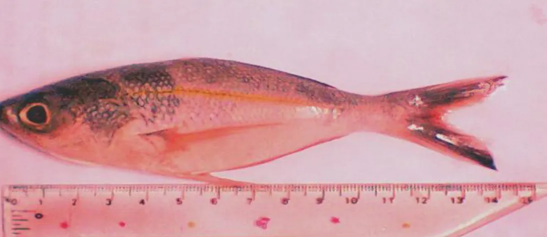 Gambar 1. Ikan lolosi merah (C.  chrysozona) 