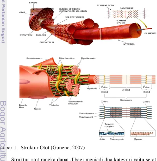 Gambar 1.  Struktur Otot (Gunenc, 2007) 