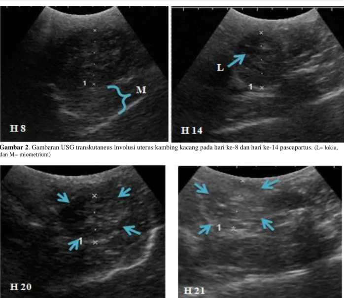 Gambar 2. Gambaran USG transkutaneus involusi uterus kambing kacang pada hari ke-8 dan hari ke-14 pascapartus