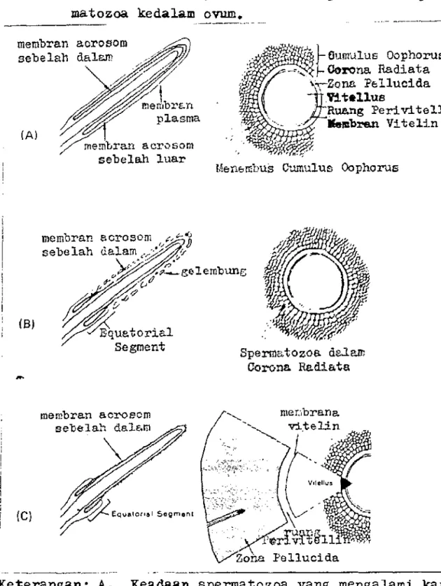 Gambar  1.  Reaksi  akrosom  spermatozoa  dan  penetrasi  sper- sper-matozoa  kedalam  ovum