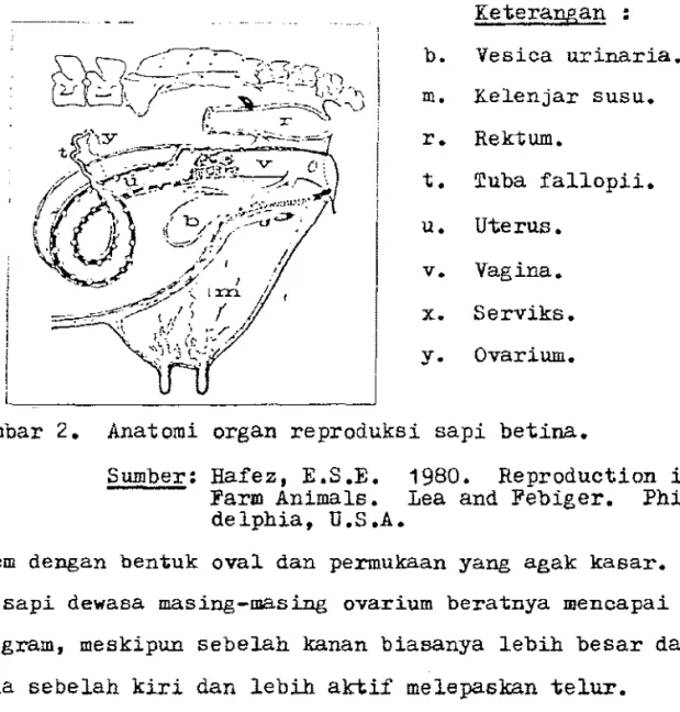Gambar  2.  Anatomi  organ  reproduksi  sapi  betina. 