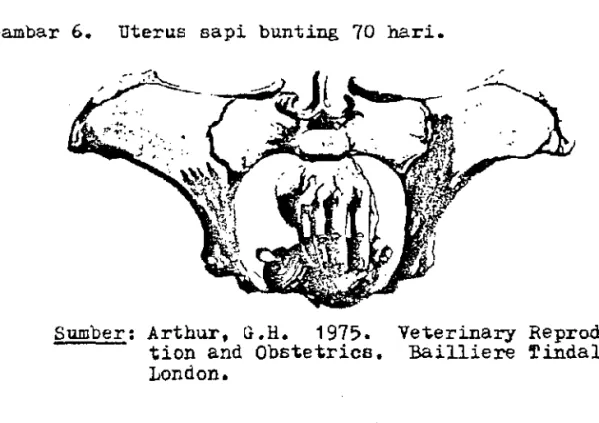 Gambar  6.  uterus  sapi  bunting  70  hari. 