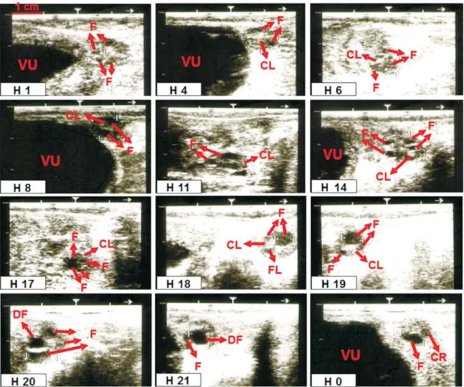 Gambar 1. Gambaran ultrasonografi corpus luteum(CL), folikel (F), folikel dominan (DF), dan korpus rubrum (CR) selama satu siklus estrus pada hari pertama (H 1) sampai hari