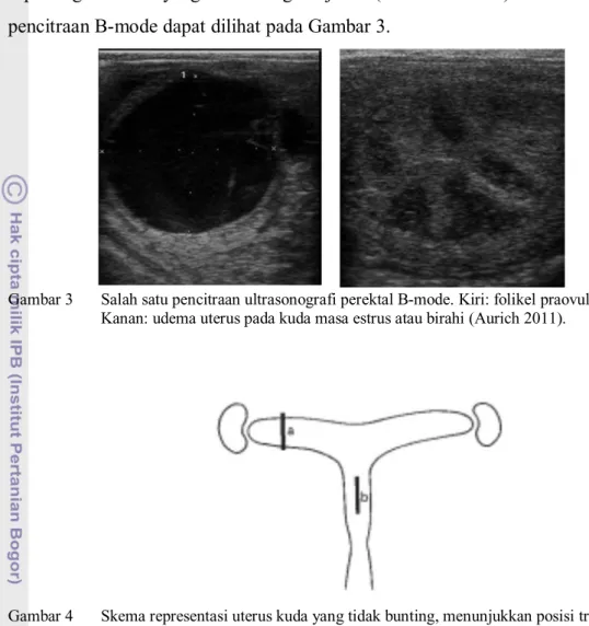 Gambar 3  Salah satu pencitraan ultrasonografi perektal B-mode. Kiri: folikel praovulatori