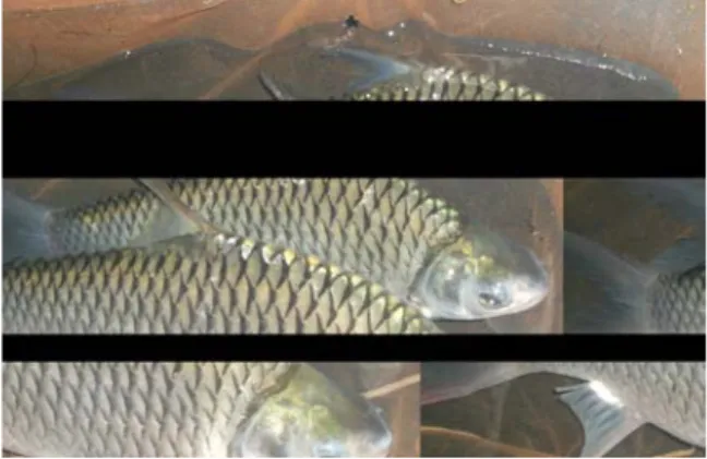 Gambar 2  Ikan tawes (Barbonymus gonionotus B.) 
