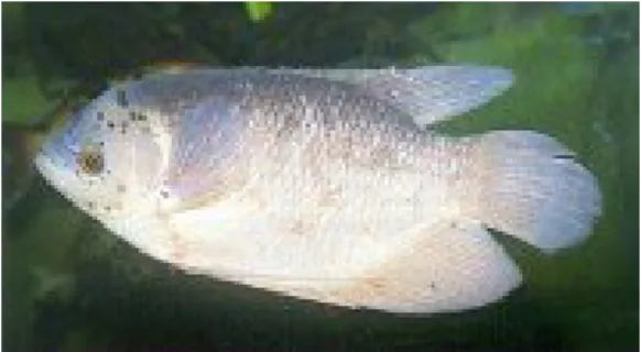 Gambar 1. Ikan gurame Osphronemus gouramy Lac.