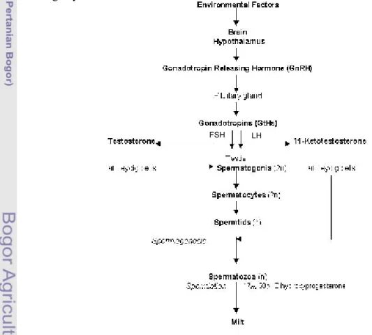 Gambar 3. Proses spermatogenesis dan spermiogenesis oleh kelenjar endokrin      pada ikan teleostei jantan (Sukumasavin, N., 2007)