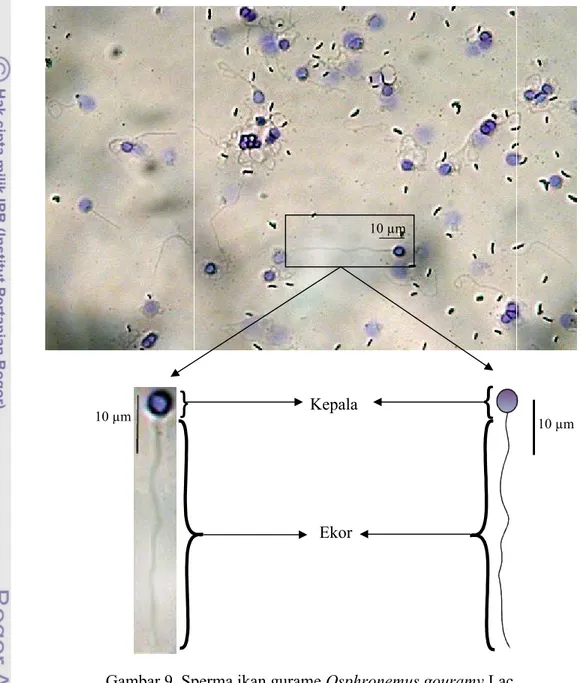 Gambar  9  menunjukan  bahwa  sperma  ikan  gurame  terdiri  dari  bagian  kepala  dan  ekor