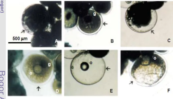 Gambar 2  Perubahan morfologi pada oosit matang Black Porgy (Acanthopagrus  schlegeli),  (A) butiran kuning telur terlihat lebih besar dan kurang  padat dalam sitoplasma,  (B)  secara perlahan inti bergeser dari pusat  telur,  (C) ooplasma transparan,  (D)