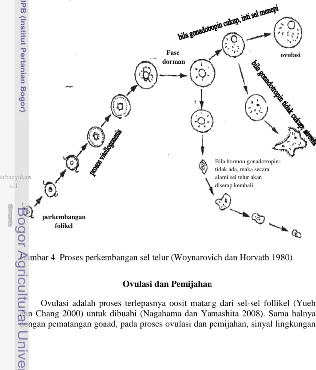 Gambar 4  Proses perkembangan sel telur (Woynarovich dan Horvath 1980)  Ovulasi dan Pemijahan 