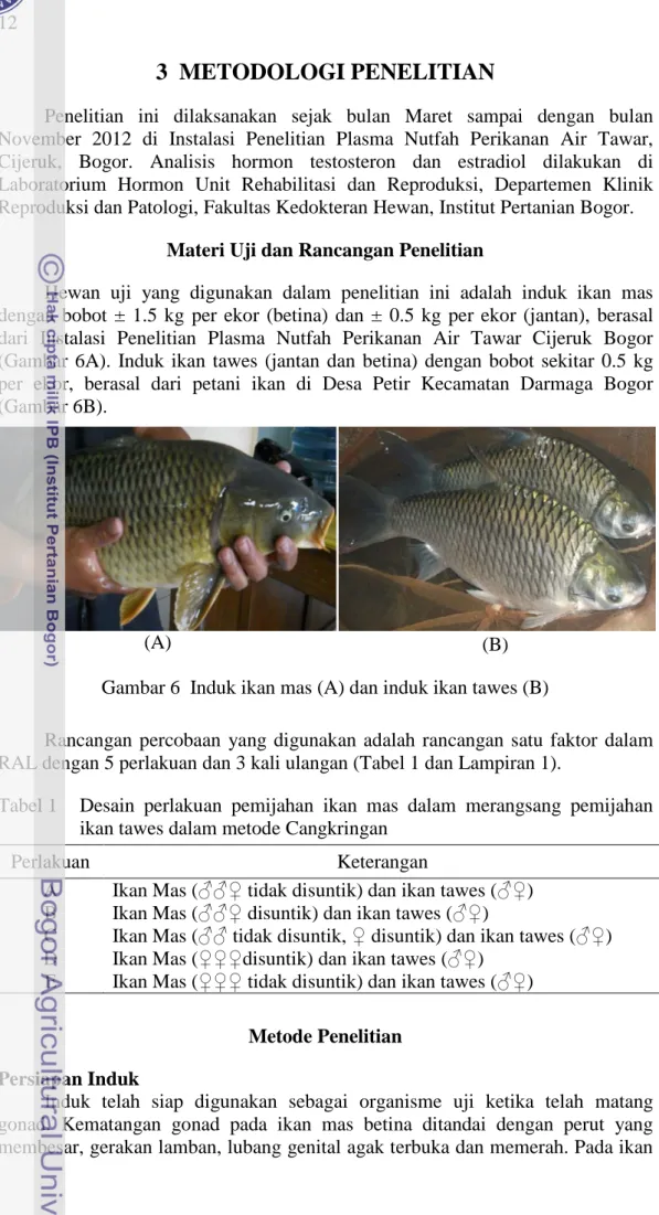 Gambar 6  Induk ikan mas (A) dan induk ikan tawes (B) 