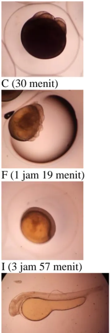 Gambar 4. Perkembangan embriogenesis ikan Pawas (Osteochilus hasselti C.V.)  pada  perlakuan  T2A2