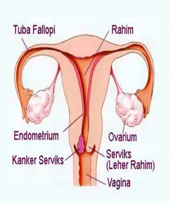 Gambar 2. Organ reproduksi wanita            Gambar 3. Organ reproduksi wanita 