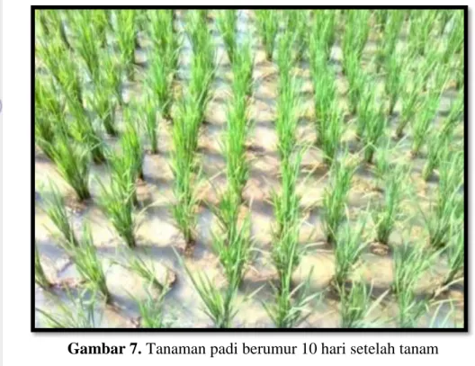 Gambar 7. Tanaman padi berumur 10 hari setelah tanam  d.  Periode reproduktif (generatif)  
