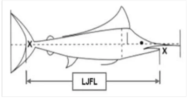 Gambar 1. Metode pengukuran panjang cagak paruh bagian bawah atau lower jaw fork length (LJFL)