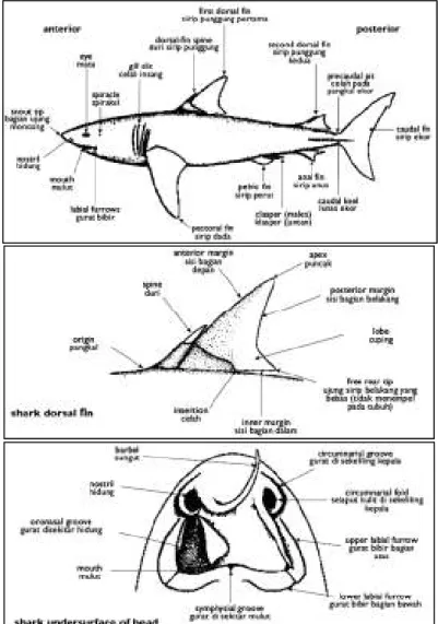 Gambar 1.  Anatomi Ikan Hiu. (Atas) Bagian Anterior, (Tengah) Sirip Punggung, (Bawah)  Bagian Bawah Kepala 