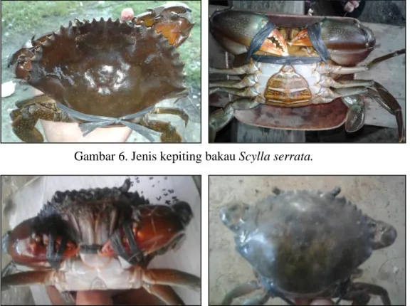 Gambar 7. Jenis kepiting bakau Scylla tranquebarica. 