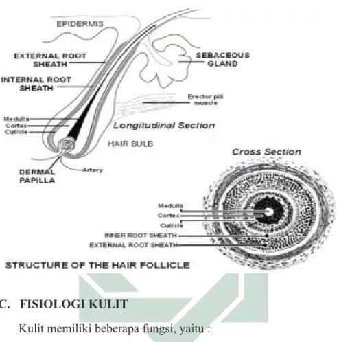 Gambar 8.3: Struktur Rambut        