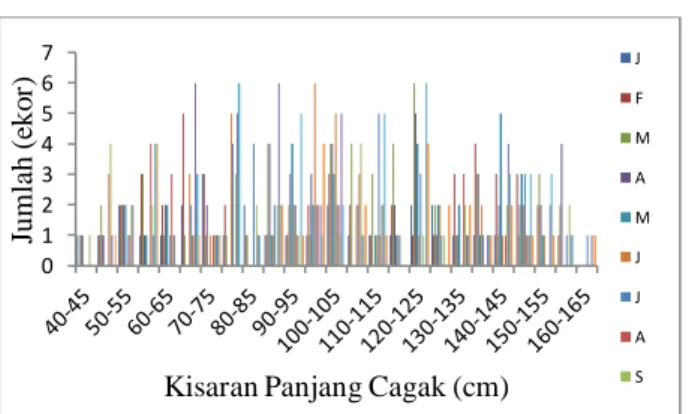 Gambar  1.  Distribusi  Frekuensi  Panjang  Tuna  Madidihang  yang  tertangkap  di  Perairan Majene Selat Makassar