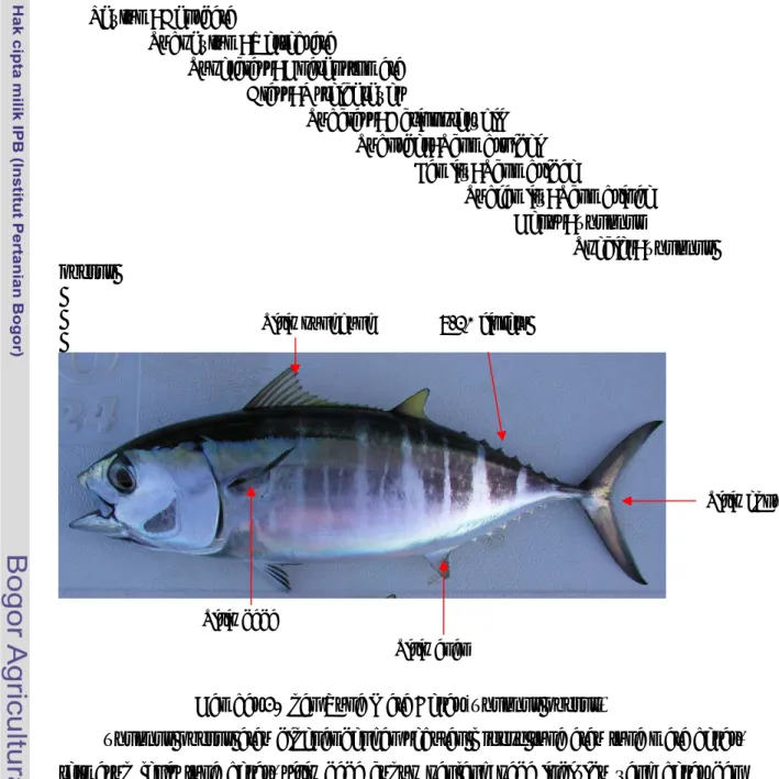 Gambar 2. Ikan Tuna Mata Besar (Thunnus obesus) 