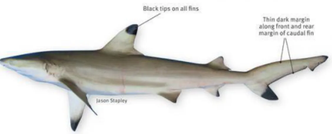 Gambar 2. Blacktip reef shark (sumber: www.daff.qld.gov.au). 
