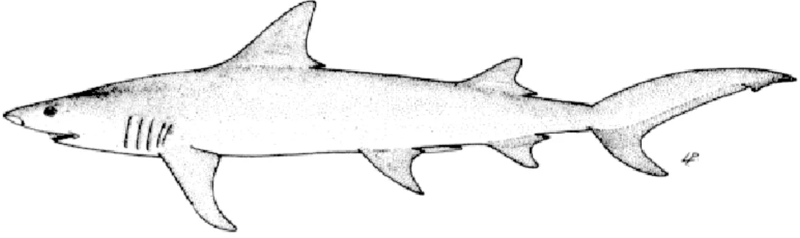 Gambar 5. Snaggletooth shark (sumber: www.fishbase.org). 