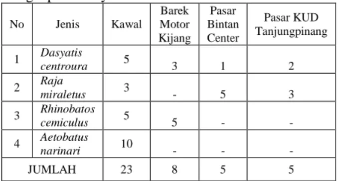 Tabel  3.  Komposisi  Jenis  Pari  Hasil  Tangkapan Nelayan di Bintan 