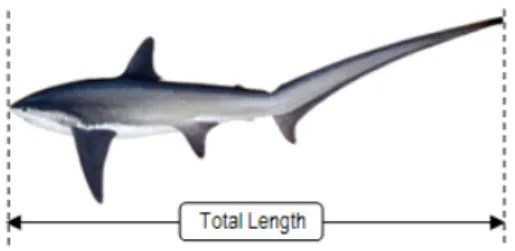 Gambar 1. Ukuran panjang total (TL) hiu thresher.