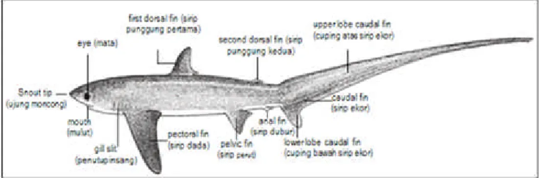 Figure 5. Catch Average fluctuation of thresher shark caugth by tuna ling line in Indian Ocean landed in Cilacap Fishing Port, 2006-2010.