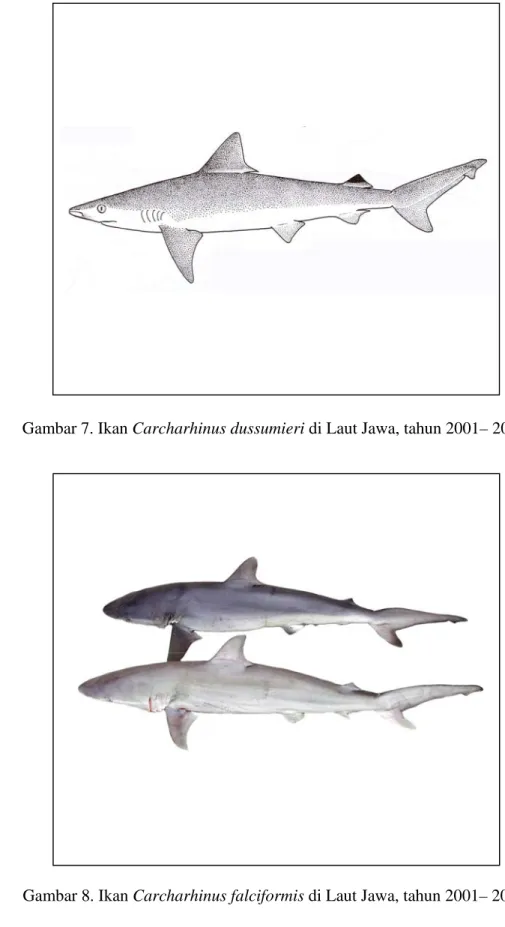 Gambar 8. Ikan Carcharhinus falciformis di Laut Jawa, tahun 2001– 2004. 