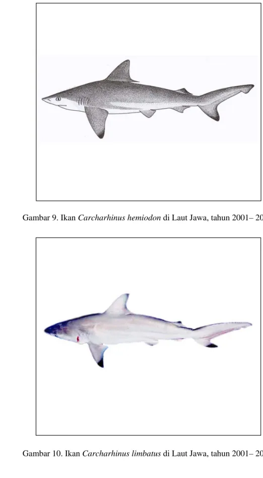 Gambar 10. Ikan Carcharhinus limbatus di Laut Jawa, tahun 2001– 2004. 