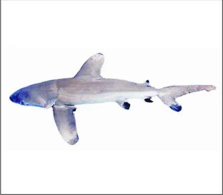 Gambar 11. Ikan Carcharhinus longimanus di Laut Jawa, tahun 2001– 2004. 