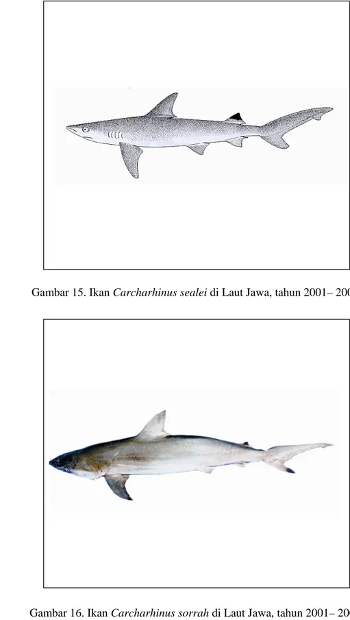 Gambar 16. Ikan Carcharhinus sorrah di Laut Jawa, tahun 2001– 2004. 