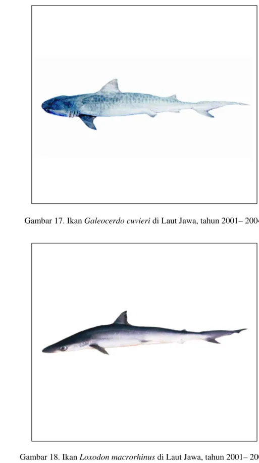 Gambar 17. Ikan Galeocerdo cuvieri di Laut Jawa, tahun 2001– 2004. 