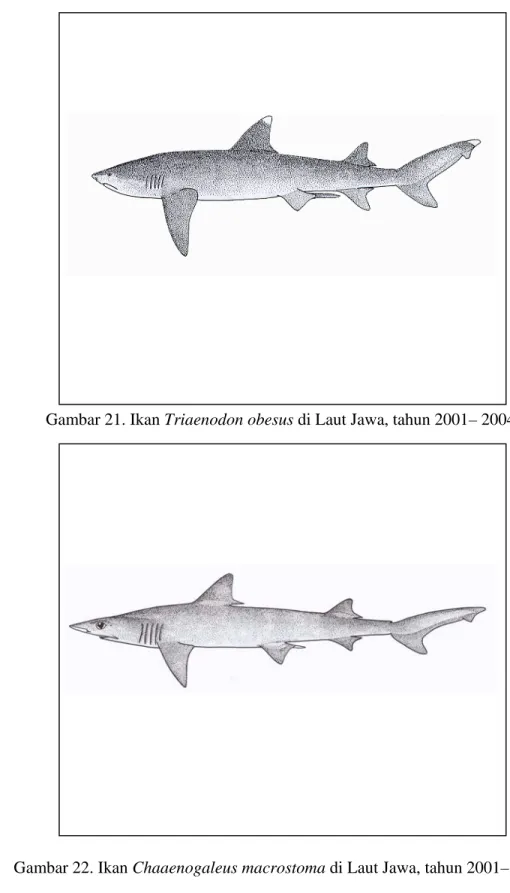 Gambar 21. Ikan Triaenodon obesus di Laut Jawa, tahun 2001– 2004. 