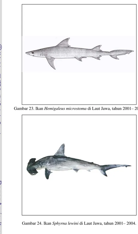 Gambar 23. Ikan Hemigaleus microstoma di Laut Jawa, tahun 2001– 2004. 